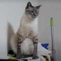 中に人が入ってる？！猫ちゃんの癖がスゴイ座り方！