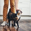 猫が『しっぽをくるっと巻きつける』理由4選　自分の足や仲間猫の体……