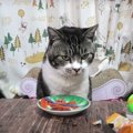 猫ちゃんの狙い通り？わんこそばスタイルでおやつを食べる♪