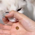 猫に『賢さが分かるおやつのあげ方』を試してみたら…予想外すぎる『ま…