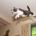 猫が持っている『ジャンプ力』に関するヒミツ7選　高く跳べる理由や猫種に…