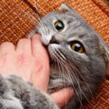 猫が『抱っこを嫌がる』ときの原因5つ　拒んでいるサインや正しい抱き方ま…