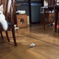 ３匹の子猫たち→おやすみ前に『ベル』を鳴らしてみると…可愛すぎる『まさ…