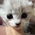 たった1個の猫缶とともに『捨てられていた子猫』→お迎えした結果…涙が…