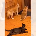 パパが帰宅する時間になったら、猫と柴犬が……尊すぎる『お出迎えの様子』…