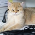 猫が『電気コード』を噛もうとする理由4つ　起こりうる事故の危険性や予防…