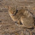 猫と犬、実はルーツが同じだった！『猫の祖先』になった生き物2選