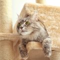 猫用品、新年にあわせて点検しよう　買い替えを検討すべきポイントを…