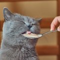 猫は甘味を感じないって本当？