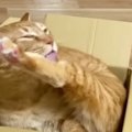 段ボール箱が大好きな猫→涼しそうな『新しいベッド』を用意してみると…