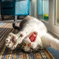 猫が『楽しい』と感じているサイン5つ　見られがちな場面や満足させる…