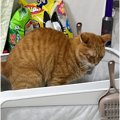 真剣な表情でトイレをする猫→すぐ横を見てみると…あまりにもシュール…