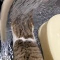 シャワーで猫を洗おうとしたら…想定外の『追いかけっこ』が微笑ましす…
