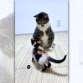 子猫に貫禄を見せつける先輩猫の眼力に圧倒！「めちゃくちゃいい写真…