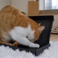 「この箱ちょうどいいにゃ」魅惑の箱を手に入れた猫ちゃんが大歓喜！