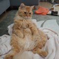 猫の『座り方』から読み取れる心理6つ　安心や警戒のサインから接し方のコ…