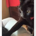 飼い主さんが眠っていると、猫が起こしにやって来て…『可愛すぎる行動…