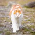 猫は汚いのか　猫嫌いの人が思う7つの理由