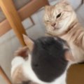 箱の取り合いでポコスカ叩き合う猫たち→『二階建てハウス』を用意した結果…