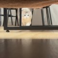 ソファに向かって勢いよく『走り始めた猫』→次の瞬間…見事すぎる『滑り込…