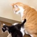 ３匹の保護子猫→ケージから出て『先住猫』と対面した結果…微笑ましい…