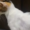 2年前に出会った『ガリガリの野良猫』→保護された現在…涙あふれる『ビ…