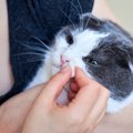 猫に『鼻くそ』ができてしまう3つの原因　取っても大丈夫？適切な対処法や…