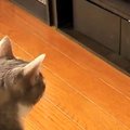 DVDレコーダーを見つめる猫→突然『ディスクトレイ』が出てきた結果…ほ…