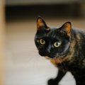 うちの元保護猫が『アイドル』をやめた理由