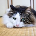 猫との『和室暮らし』をあきらめない！きれいをキープする防護策4選　…