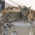 極上癒し♡寄り添って幸せそうに眠る猫達が平和過ぎると話題！