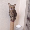 猫が『爪研ぎのポール』の上に乗ったら…まさかの『アピール』が可愛す…