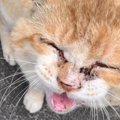 『しっぽが腐って千切れかかってた猫』が保護された結果…４年後の光景が感…