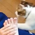 お姉ちゃんがストレッチをしていたら、猫が…思わず笑みがこぼれる『微…