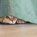 猫が飼い主を『こっそり待ち伏せ』しているときの心理4つ　行動の意味から…