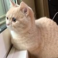 窓の外を眺める猫→横にいた『飼い主さんの存在』に気付いた次の瞬間…可愛…