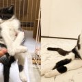 下半身麻痺の子猫を保護……小さな命が起こした“奇跡”とは？