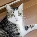 大好きなお父さんを見かけた猫、足元で何度もゴロンと転がって…たまらなく…