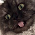 『毛づくろい中の猫』を撮っていたら…想定外の『とんでもない瞬間』に爆笑…