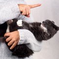 猫の反抗期？今までにない態度や行動５つ