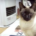 猫ちゃんたちが知っている"暖かい場所"