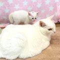 ママと同じ色の先住猫→接近した子猫たちが、真実に気づいた瞬間…予想…