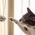 猫の年代別『おもちゃ』の選び方4つ♪子猫からシニア猫まで詳しく解説