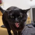 お留守番をしていた猫→飼い主さんの"帰りが遅くなった"結果…文…