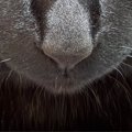 飼い主が出かけるのを『阻止したい黒猫』→お腹の上に乗ってきて…可愛…