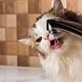 愛猫が『あまり水を飲まない』ときの対処法3選　1日どのくらいの水分…