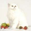 猫に絶対食べさせてはいけない『果物』5つ　命に関わるリスクや誤飲時…