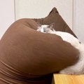 「眠たいにゃあ…」寝落ちしそうな猫ちゃんをビーズソファが支えている…