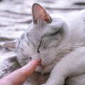 猫の『鼻が乾いている』ときの原因4選　いつも鼻が濡れている理由も解説