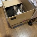 猫が教えてくれる『理想の生き方』5つ